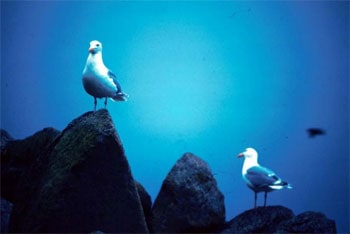 Sea gulls at the Stillwater National Wildlife Refuge in Nevada