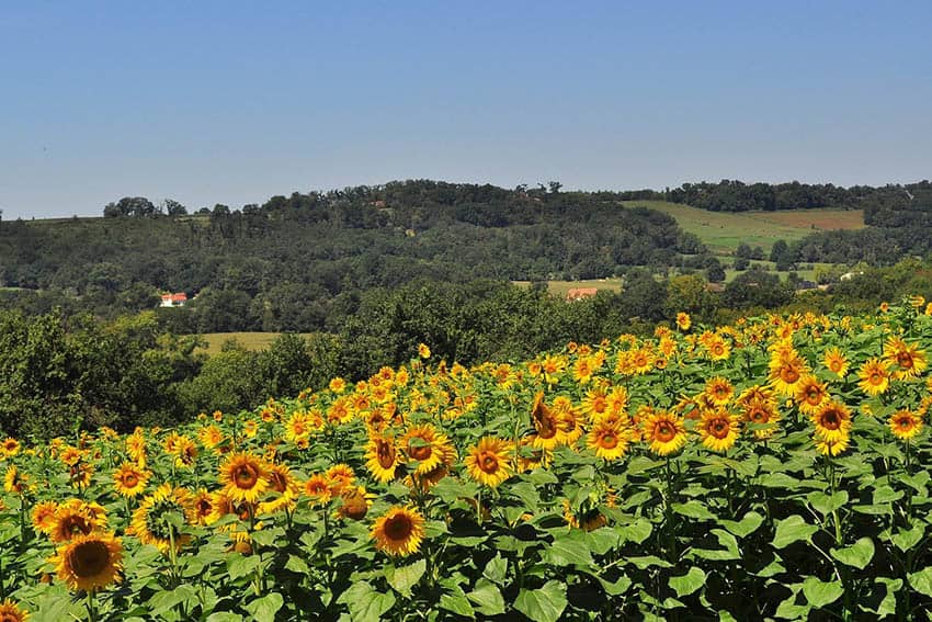 Aquitaine sunflower field