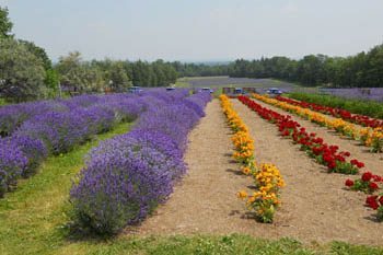 lavender field 1