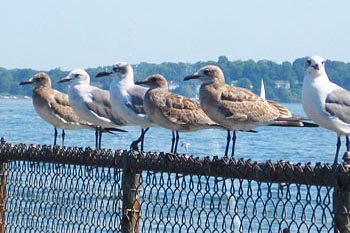 gulls