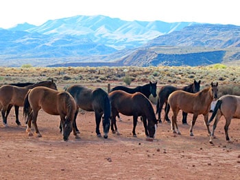 Wild mustangs at Windhorse Relations in Kayenta, Utah