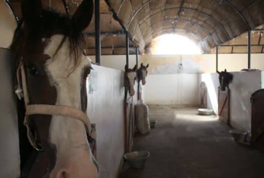 ACE's stables in Luxor, Egypt. ACE photo.