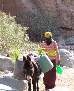 Bedouin woman with donkey on the trail.