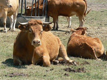 Benoit's favorite bull. photo by Max Hartshorne.