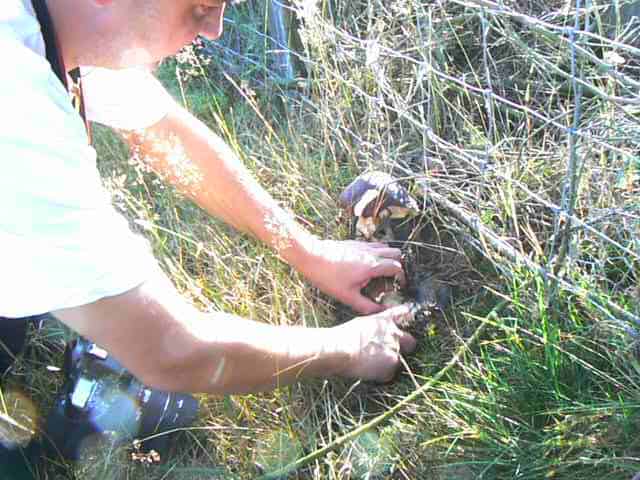 cutting a mushroom in wales