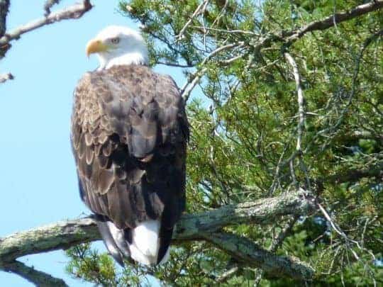 eagle at Lake of the Woods, Canada
