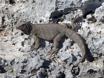 An iguana on Iguana Island