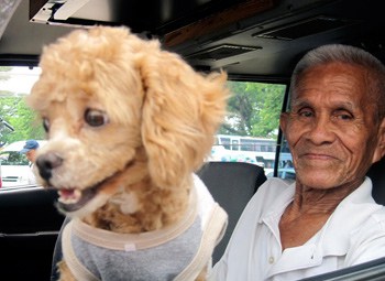 This lucky little dog in a t-shirt has a happy home working with his taxi driver master.