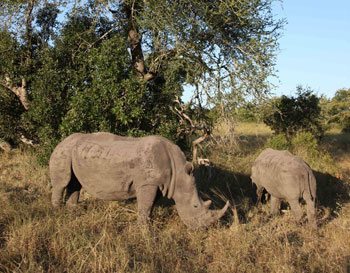Rhinos at Sabi Sabi, South Africa.