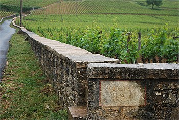 The fabled Romanee Conti vineyards--home of the world's most expensive bottles of wine.
