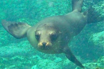 sea lion