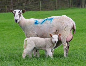 A newly born lamb
