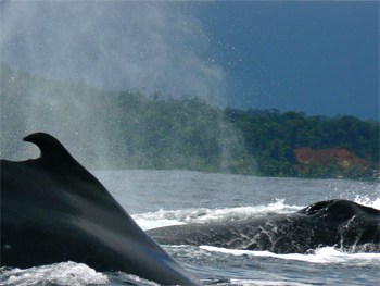 Humpback whales on the Pacific coast of Colombia. photo by Max Hartshorne.