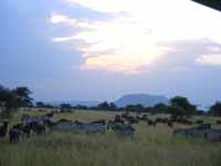 Zebras in a Tanzanian field. 