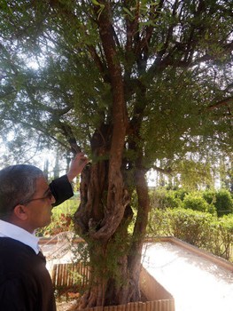 The Argan oil tree, from which the oil comes. photos by Stephanie Haigh.