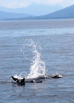 Dolphins on Kimbe Bay, Papua New Guinea