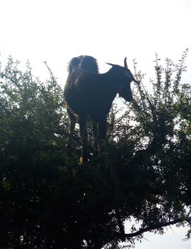 A goat in the tree. That's how they get the argan oil. Really.