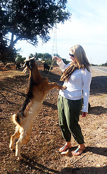 A friendly Moroccan goat.