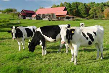 vermont-cows2