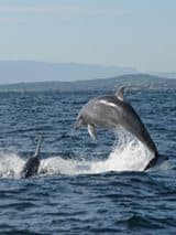 bottlenose-dolphin in Sardinia