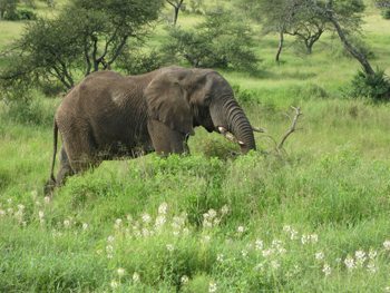 elephant-trees