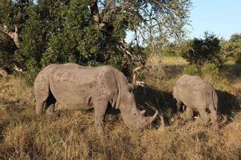 rhinos reserve