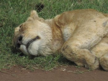 sleeping-lion
