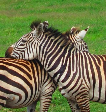 Affectionate zebras.