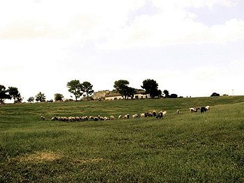 Grazing sheep in Puglia, Italy.