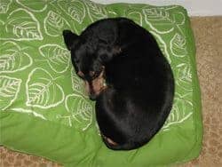 Max curls up on a borrowed dog bed at the Mandarin, Miami.