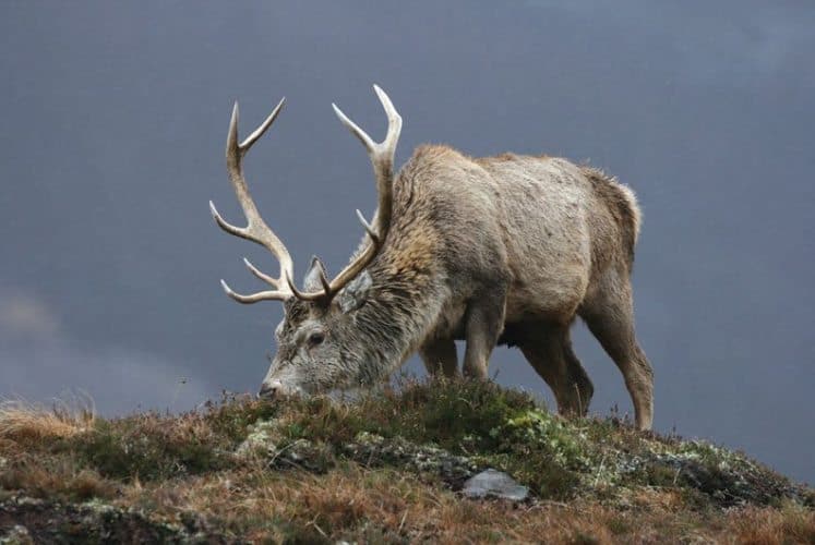An elk grazes in the wilds of Scotland.