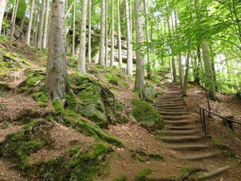 A Woodland Staircase in Echternach, Luxembourg. photos by Sara Bartlesby.