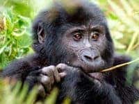 Gorilla in Rwanda at Silverback lodge.