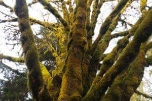 This mossy tree was quite a contrast to the whiteness just miles up ahead near Mt Baker.