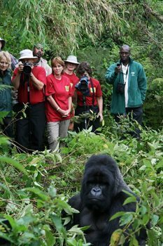 Gorillas are thriving in Rwanda, partly aided by Terra Ingognito's donations.