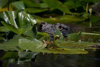 The Gator stare while we kayak Okefenokee Swamp, Georgia. photos by Lee Howard.