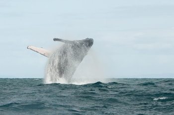 Breaching whale off the coast of Madagascar.