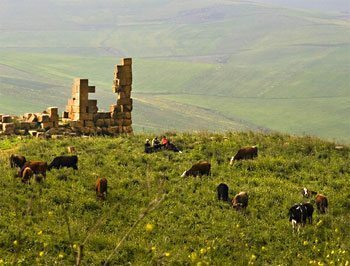Cows grazing next to a Roman ruin in Algeria. photo by Tom Coote.