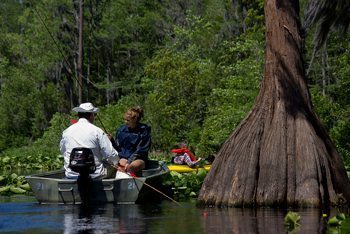 A giant cypress tree along the kayaking route.