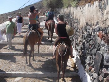 Donkeys in Santorini, Greece.