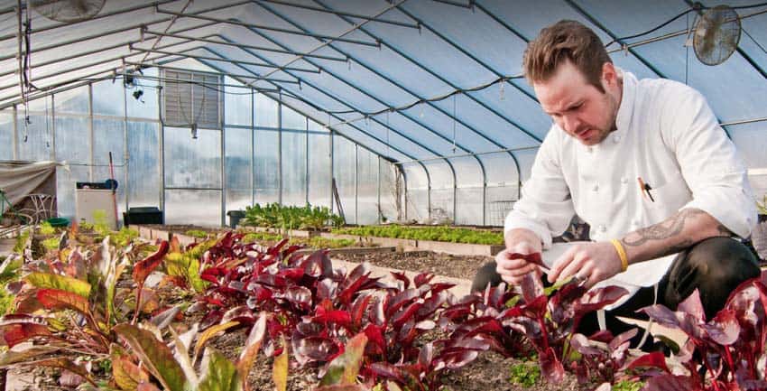 A chef at the Glasbern Inn in Allentown PA picks food for that night's dinner in their greenhouses.