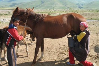 kyrgyzstans white nectar