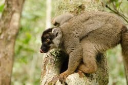 An endangered Lemur.
