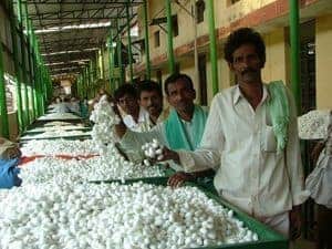 The silk cocoon market in South India