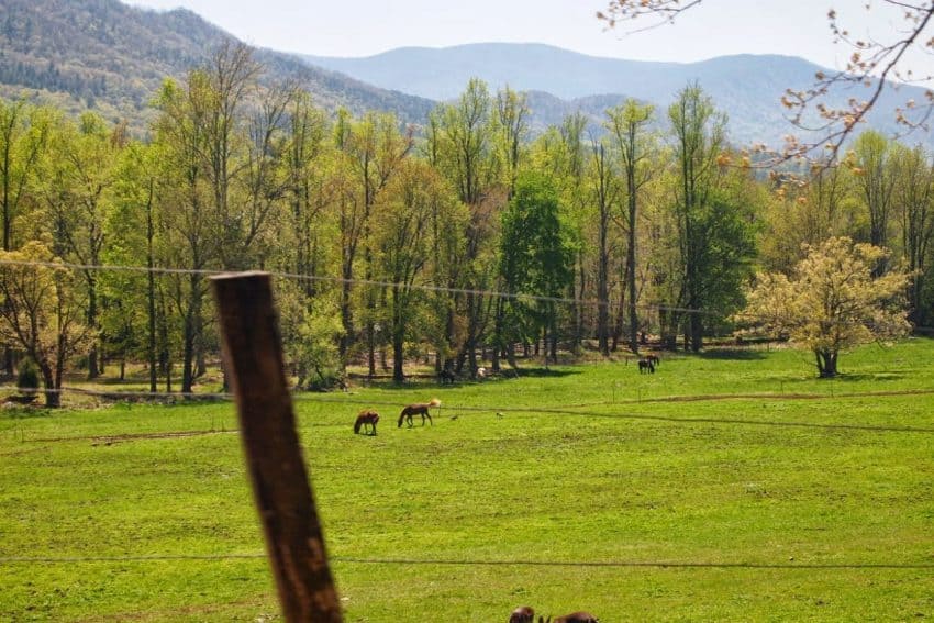 The pretty scenes you can view out the car window as you drive through the Great Smoky Mountains National Park in Eastern Tennessee. Max Hartshorne photos.