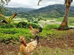 Wild chickens in Hanalei Valley, in Kauai.