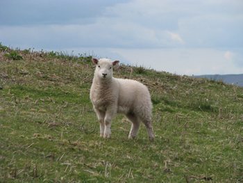 A lamb along the way.