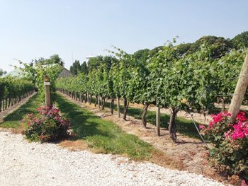 Cape May Winery's grape vines.