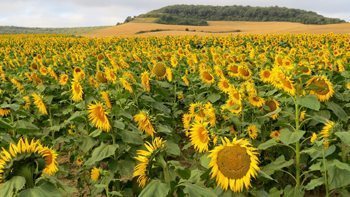 Sunflowers along the 500 mile pilgrimage route in Spain. David Rich photos.