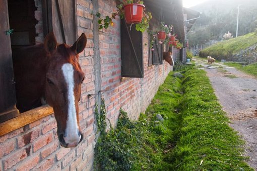 At the horsebarn of Hacienda Caballo in Cuenca.